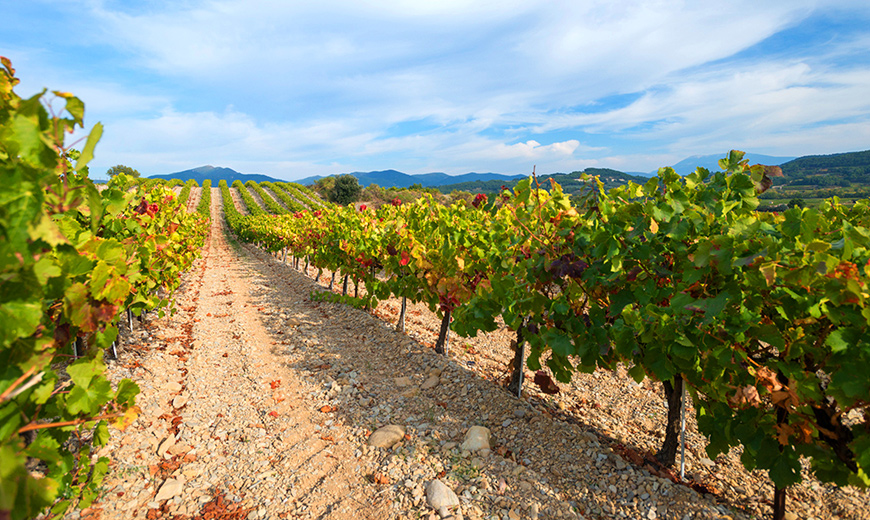 C'est l'Eté... Envie d'un Rosé ou Chardonnay d'Aloès 2018...